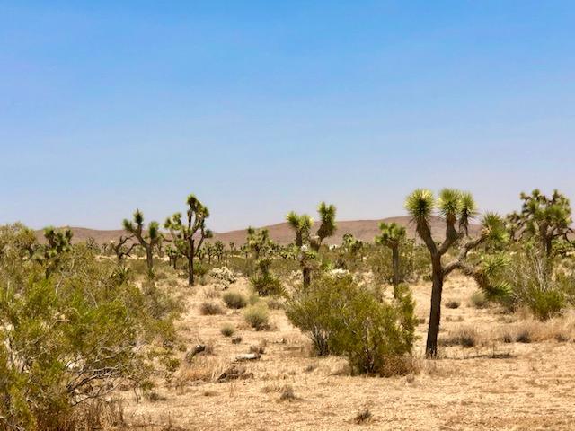 68 Julcrest Road Yucca Valley, CA 92284 - Photo 19 of 23