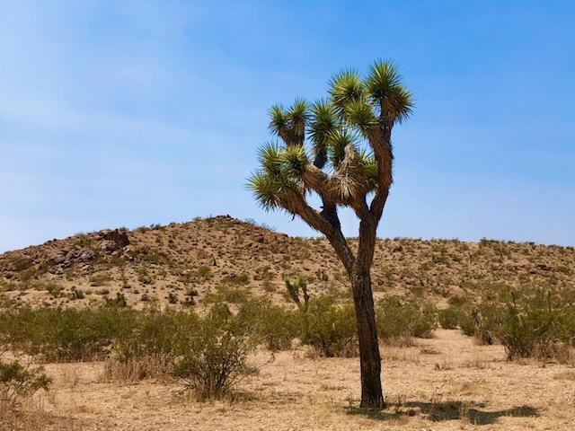 68 Julcrest Road Yucca Valley, CA 92284 - Photo 20 of 23 a view of a outdoor space