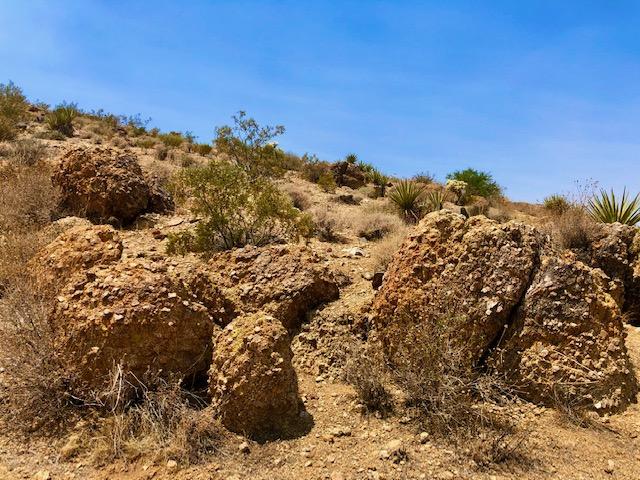 68 Julcrest Road Yucca Valley, CA 92284 - Photo 8 of 23 a view of a large tree with lots of bushes