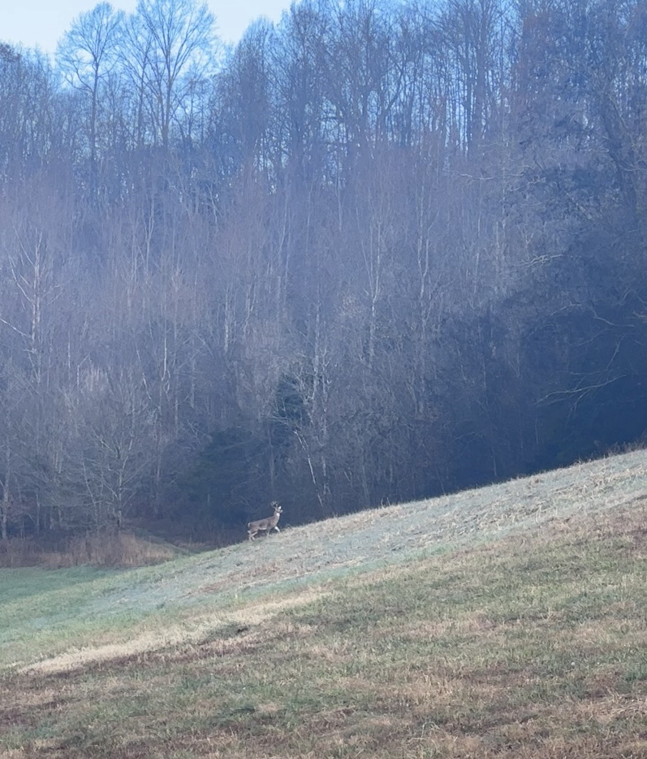 317 Little Creek Road Pleasant Shade, TN 37145 - Photo 86 of 88