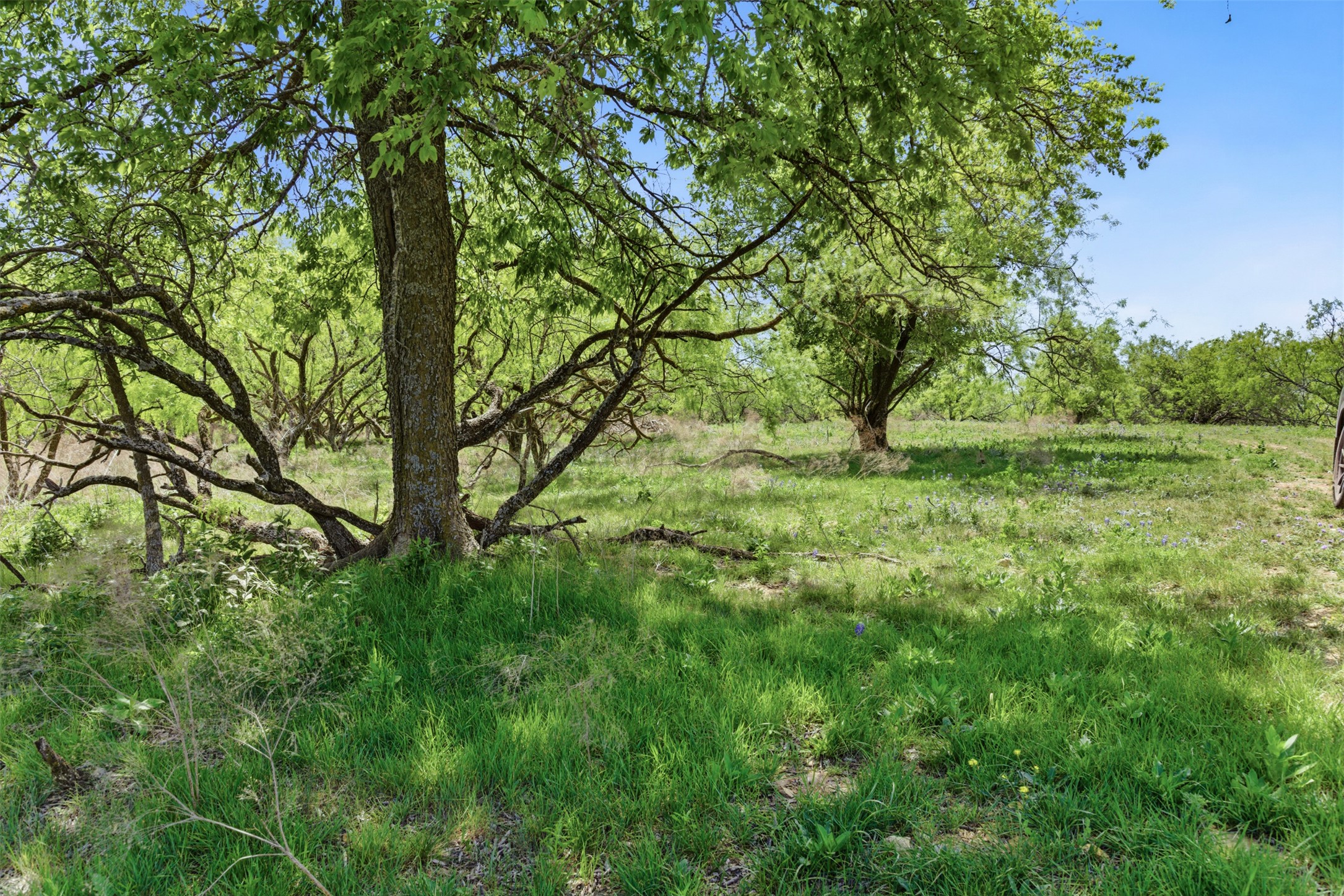Mature trees shade a grassy hillside under a clear blue sky.