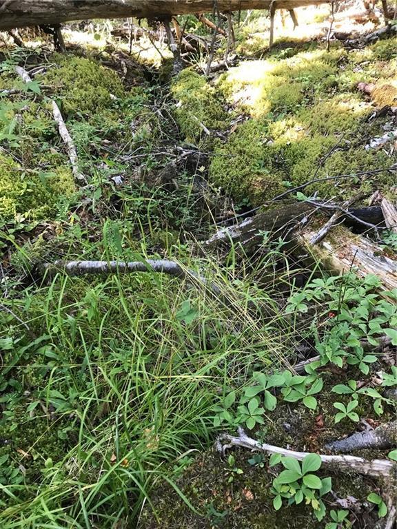 Xx Shore Road Perry, ME 04667 - Photo 38 of 77 Northern side of boundary has a...