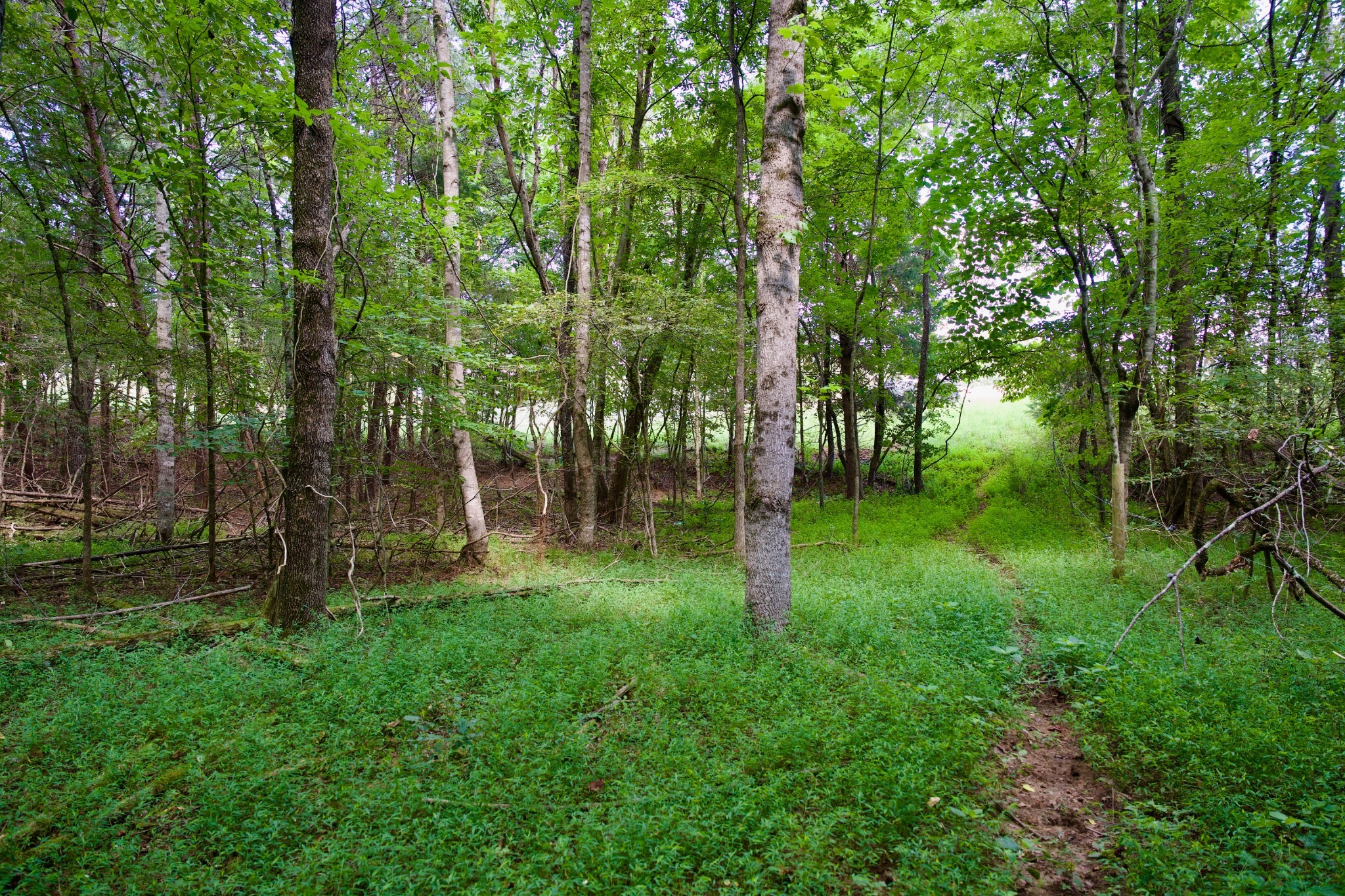 23 West Of Barlow Road Rock Island, TN 38581 - Photo 4 of 43