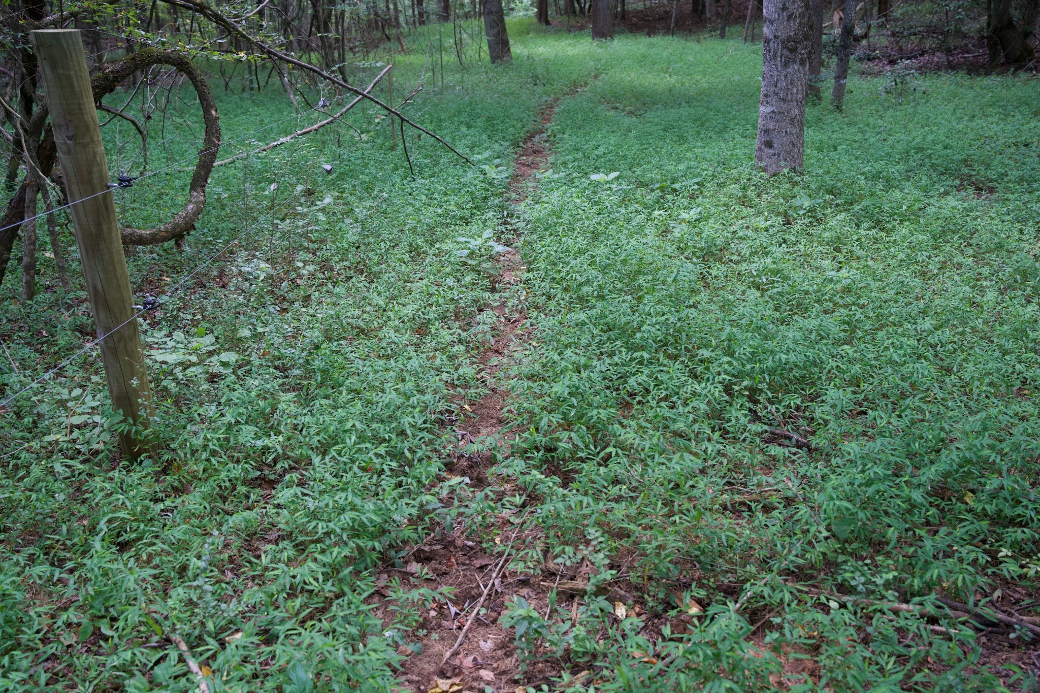 23 West Of Barlow Road Rock Island, TN 38581 - Photo 7 of 43