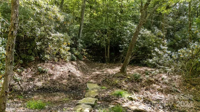 a view of a forest with a tree
