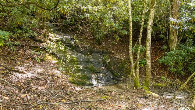 a view of a plant with a tree