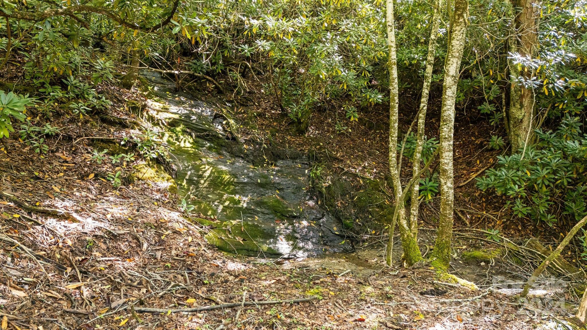 Lot D52 Springwater Road Glenville, NC 28736 - Photo 19 of 47 a view of a forest with a tree