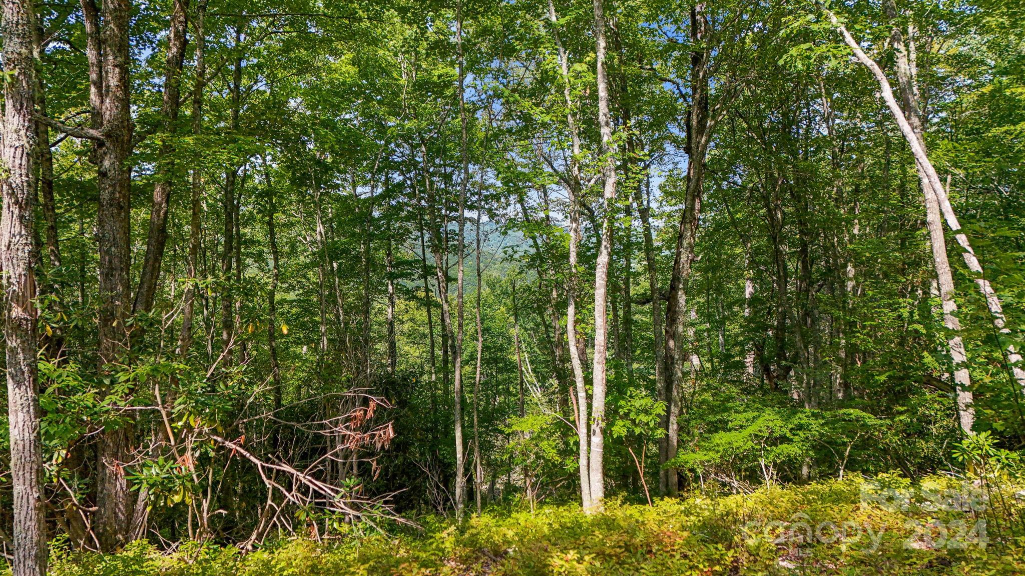 Lot D52 Springwater Road Glenville, NC 28736 - Photo 20 of 47 a view of a plant with a tree
