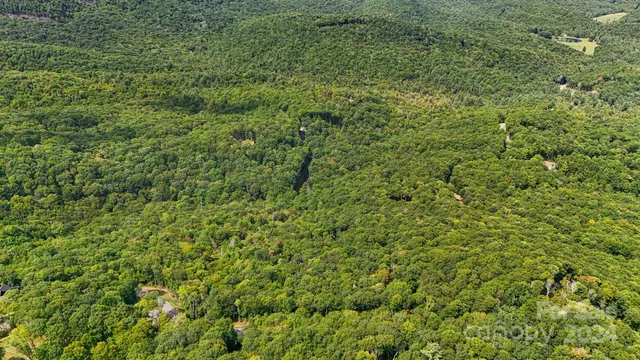 a view of a lush green forest