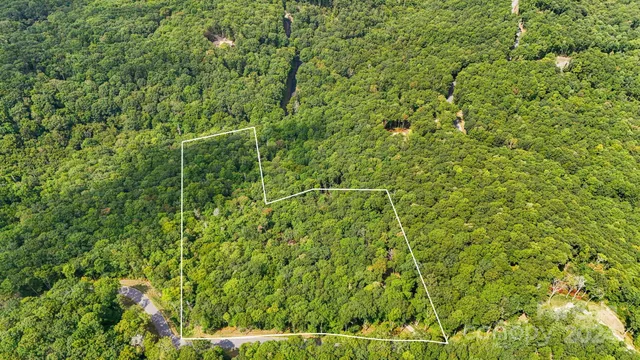 a view of a lush green forest with a plant
