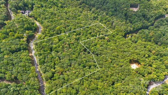 a view of a lush green forest with a plant