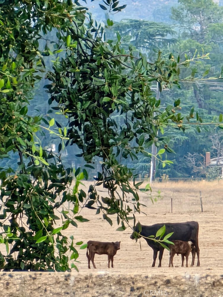 860 Annandale Road Beaumont, CA 92223 - Photo 61 of 61 a view of outdoor space yard and patio