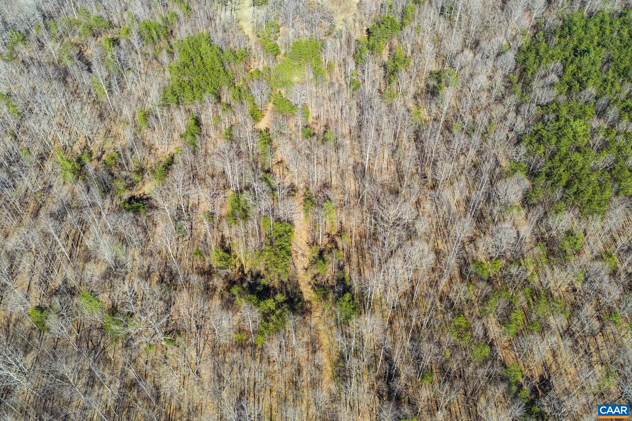 12145 South Constitution Route Scottsville, VA 24590 - Photo 12 of 22 a close up of a plant