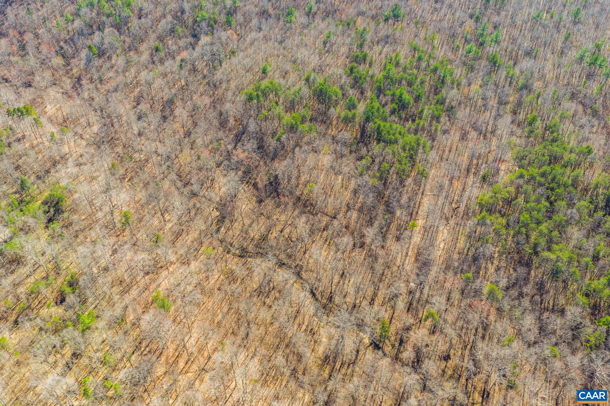 12145 South Constitution Route Scottsville, VA 24590 - Photo 8 of 22 a close up of a plant