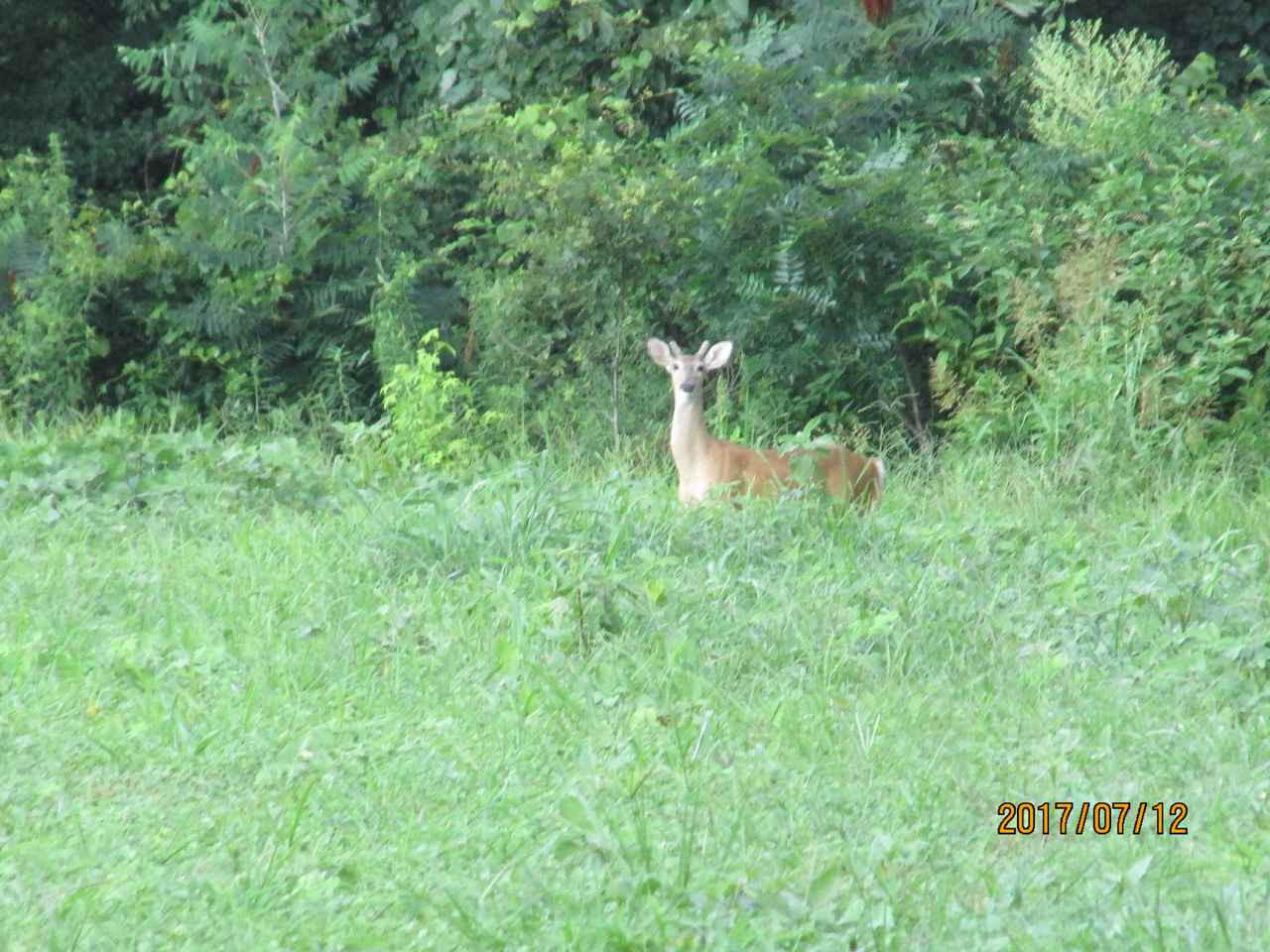 0 Ridge Road Medina, TN 38355 - Photo 1 of 1 Photo 1