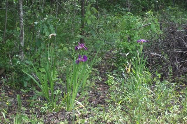 1307 Beulah Road Smoaks, SC 29481 - Photo 8 of 31 Wild Irises