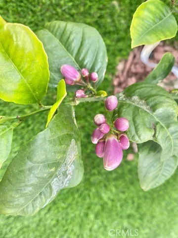 $3,800 | 33751 Copper Lantern Street, Dana Point, CA 92629