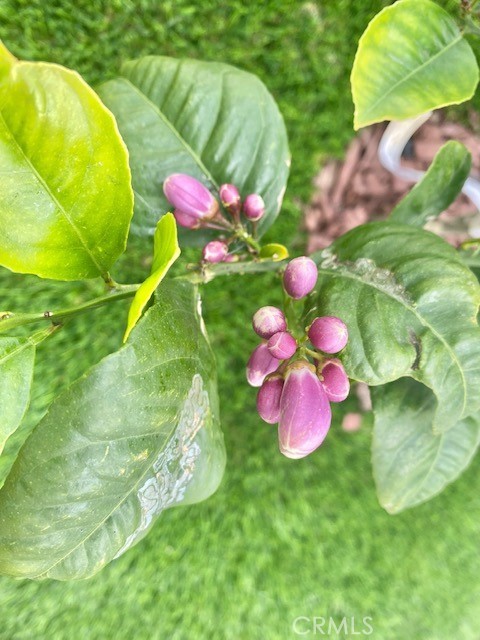 33751 Copper Lantern Street Dana Point, CA 92629 - Photo 30 of 38