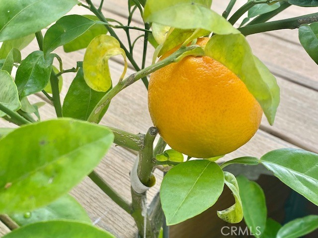 33751 Copper Lantern Street Dana Point, CA 92629 - Photo 31 of 38