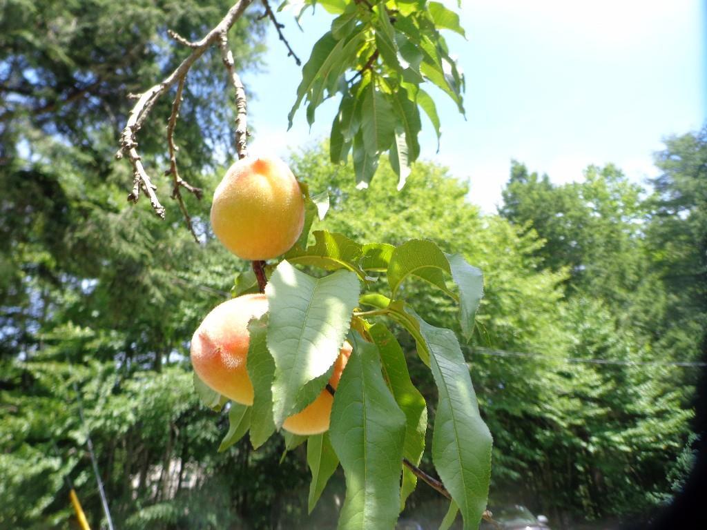 581 Pond Road Standish, ME 04084 - Photo 32 of 35 Peach Tree!