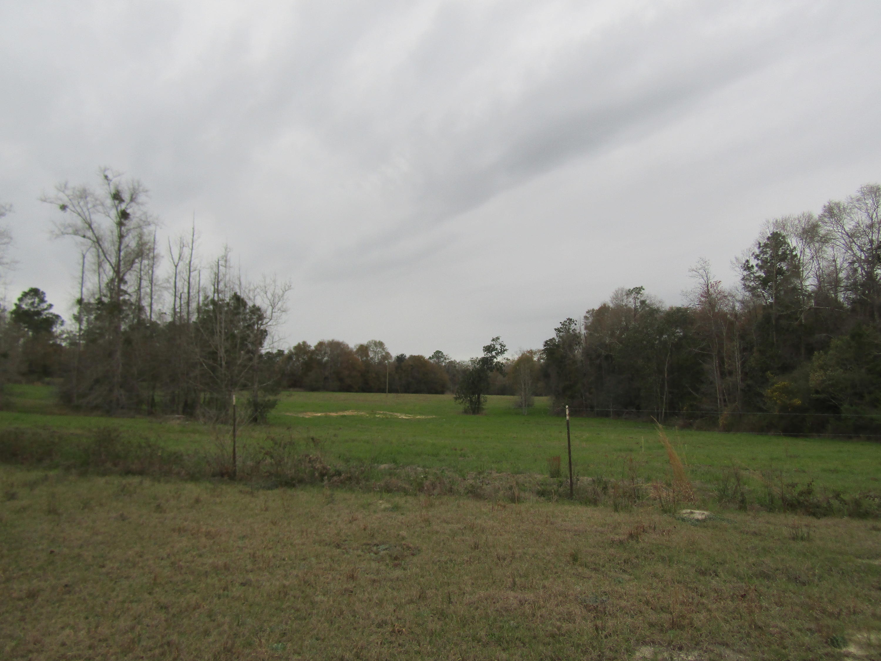 2948 Alford Road Samson, AL 36477 - Photo 43 of 121 a view of a field and trees in the background