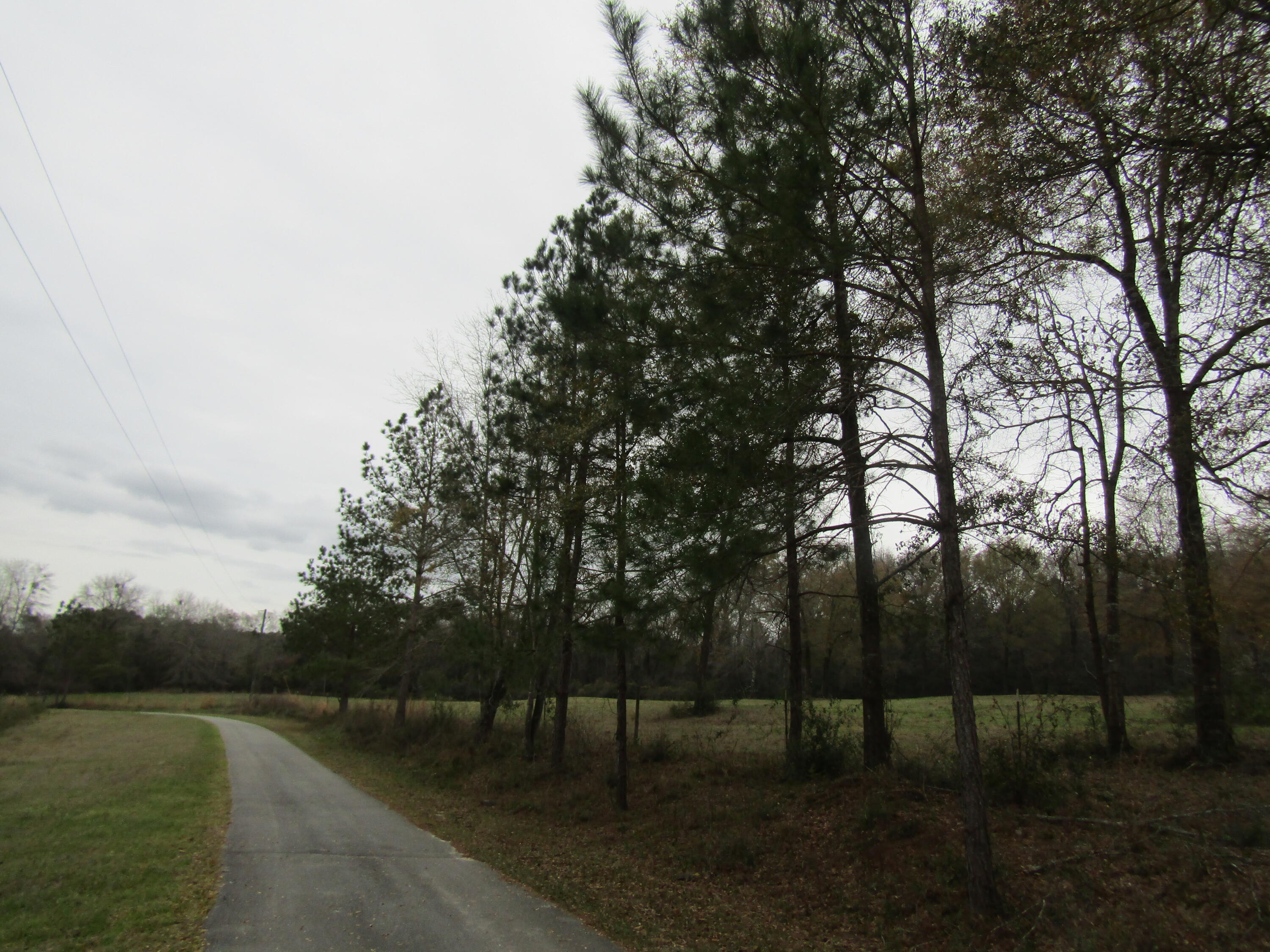 2948 Alford Road Samson, AL 36477 - Photo 46 of 121 driveway to the house