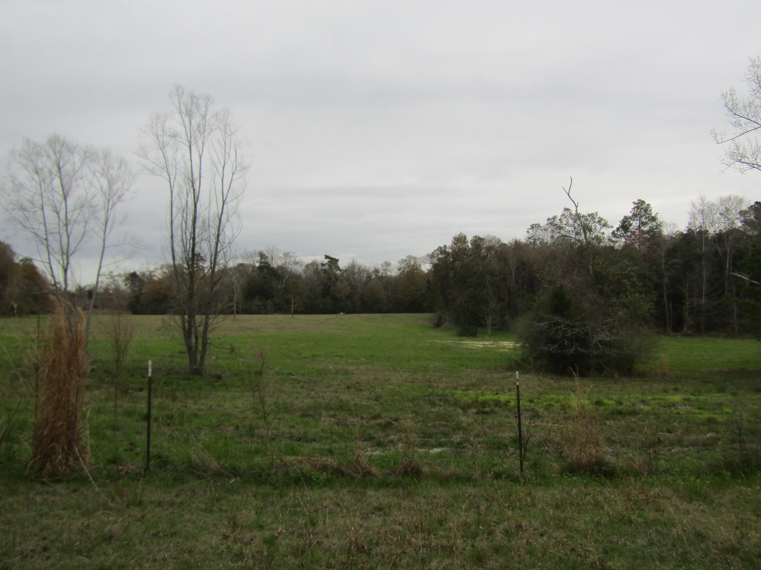 2948 Alford Road Samson, AL 36477 - Photo 47 of 121 cleared land