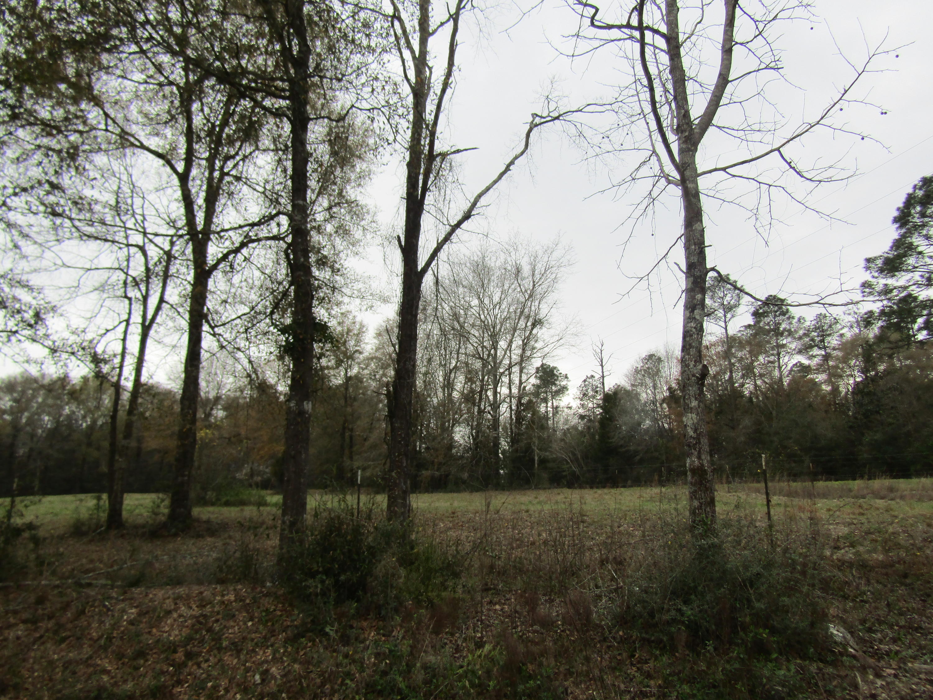 2948 Alford Road Samson, AL 36477 - Photo 49 of 121 a view of outdoor space and yard