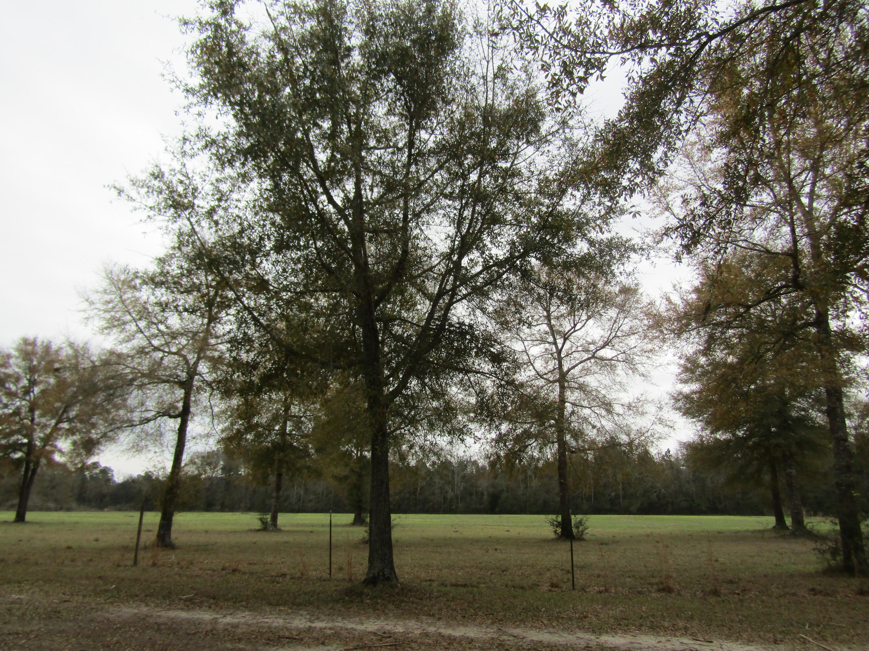 2948 Alford Road Samson, AL 36477 - Photo 51 of 121 IMG_1693