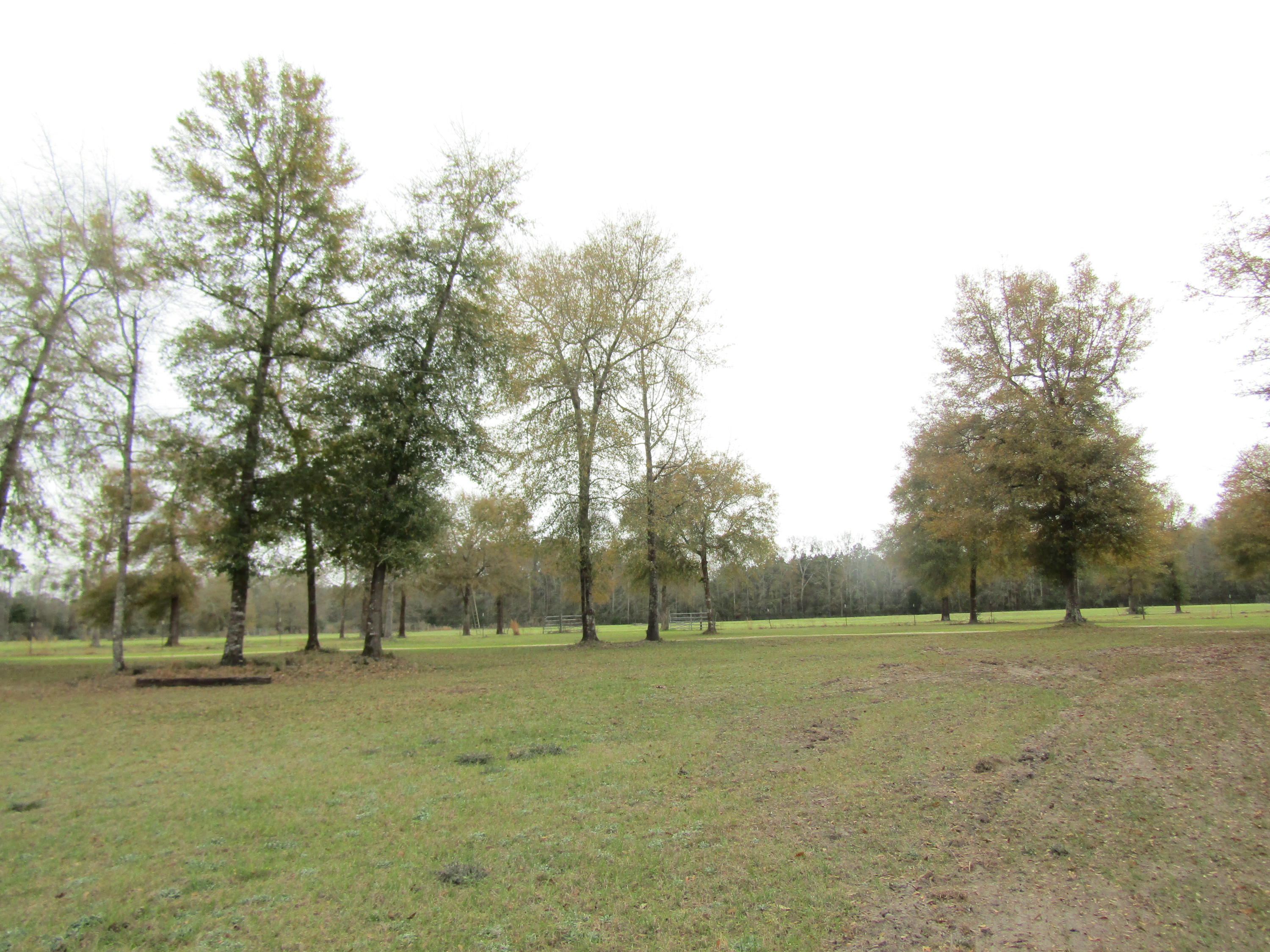 2948 Alford Road Samson, AL 36477 - Photo 70 of 121 a view of outdoor space with yard