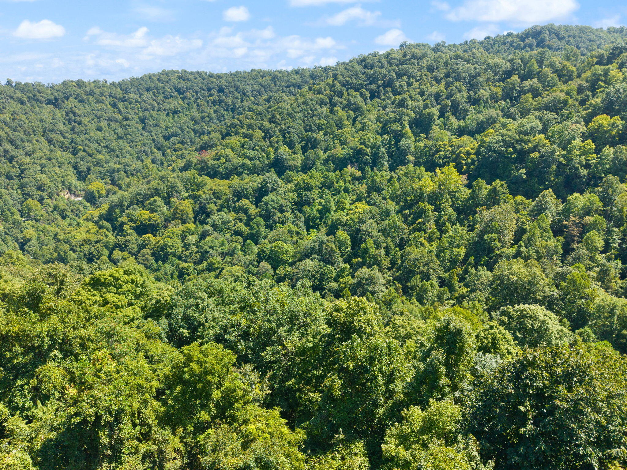 0 Bill Dee Br Road Kite, KY 41828 - Photo 14 of 45 60-web-or-mls-DJI_20260825124747_0816_D