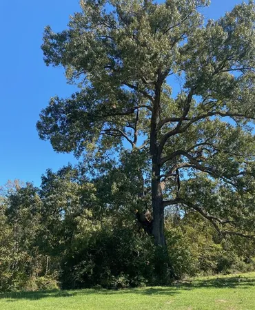 $149,999 | 004 County Road 242, Oakwood, TX 75855