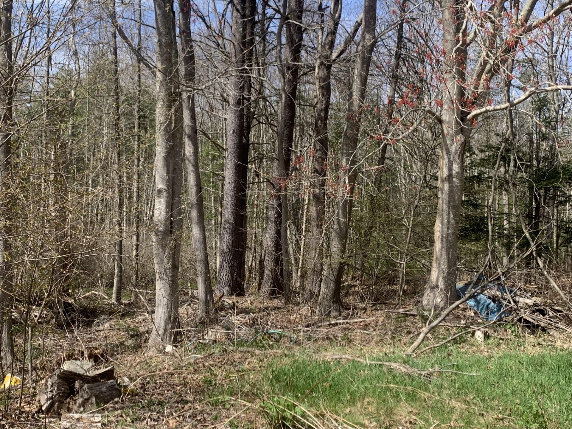 52 Old Cape Road Kennebunkport, ME 04046 - Photo 13 of 14 Side Line Yard