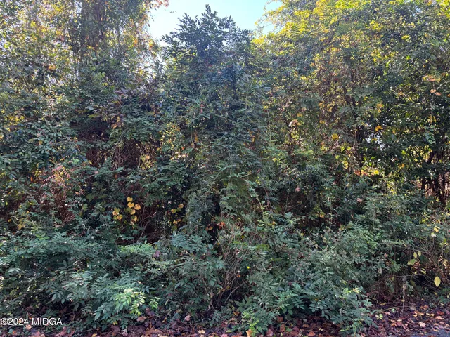 a view of a tree in a forest