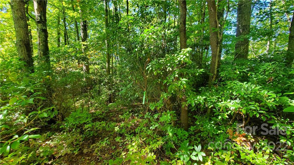 333 Ladd Ridge Road Rosman, NC 28772 - Photo 13 of 40 Gallery Image 13