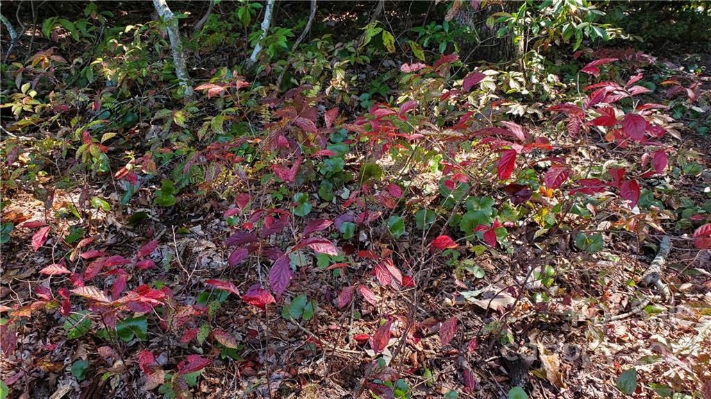 333 Ladd Ridge Road Rosman, NC 28772 - Photo 21 of 40 Gallery Image 21