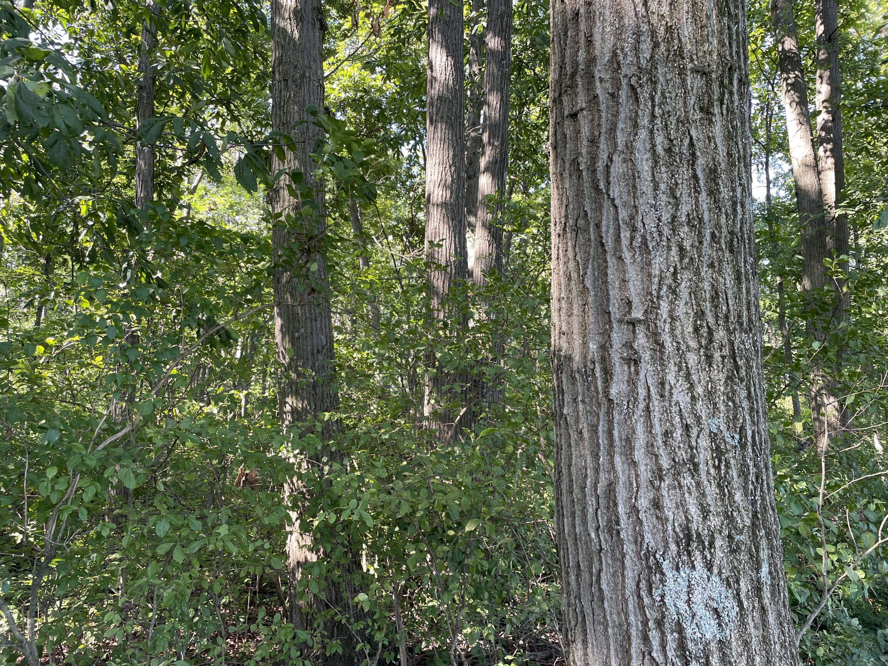 0 Perry Road Cable, OH 43009 - Photo 3 of 28