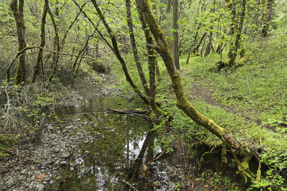 3435 Wards Creek Road Rogue River, OR 97537 - Photo 49 of 61 Seasonal Pond