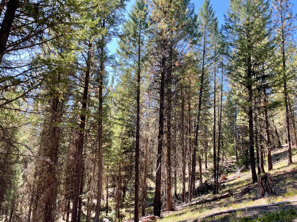 1-1 Horsethief Road Cascade, ID 83611 - Photo 7 of 13