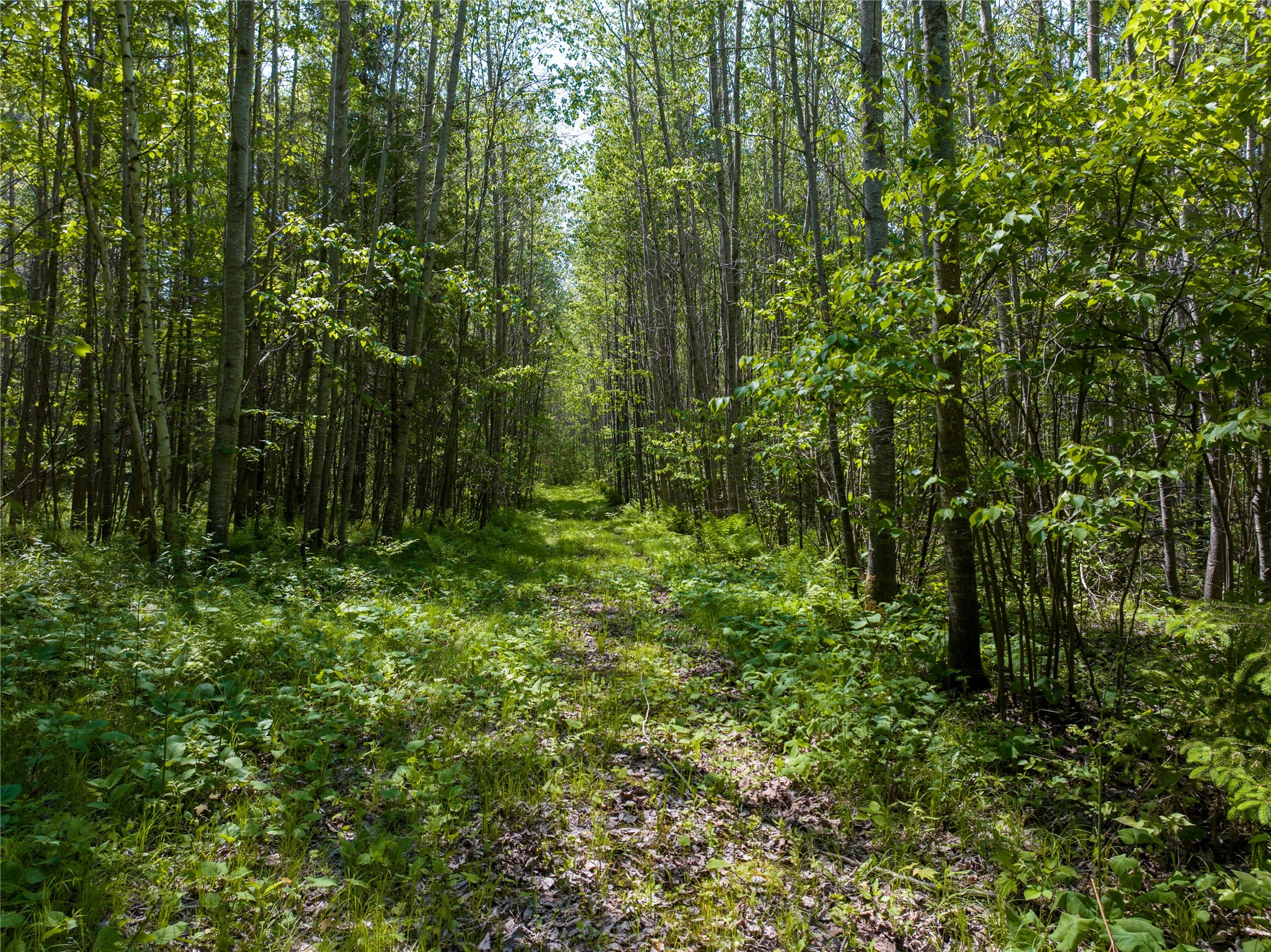 14199 County Highway Cable, WI 54821 - Photo 5 of 7