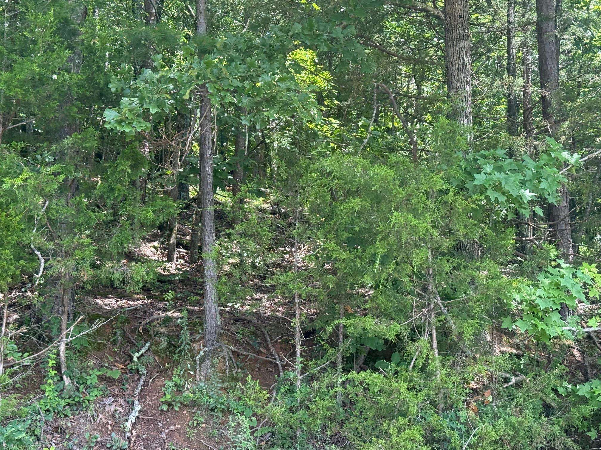 1 Cherry Chapel Loop Savannah, TN 38372 - Photo 5 of 11 a view of a lush green forest with lots of trees