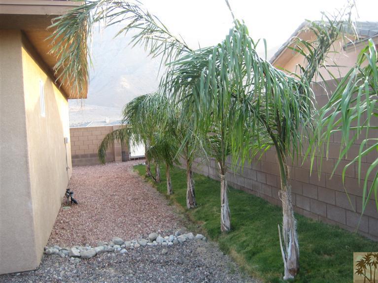 60143 Range View Drive Palm Springs, CA 92262 - Photo 8 of 11 a view of a yard with plants and a palm tree
