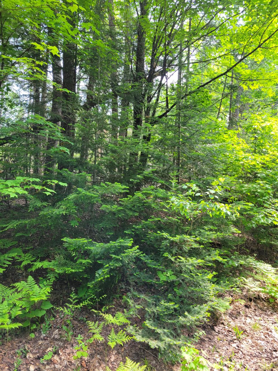 Lot 1 Moonshine Valley Road Presque Isle, WI 54557 - Photo 7 of 21 Gallery Image 7