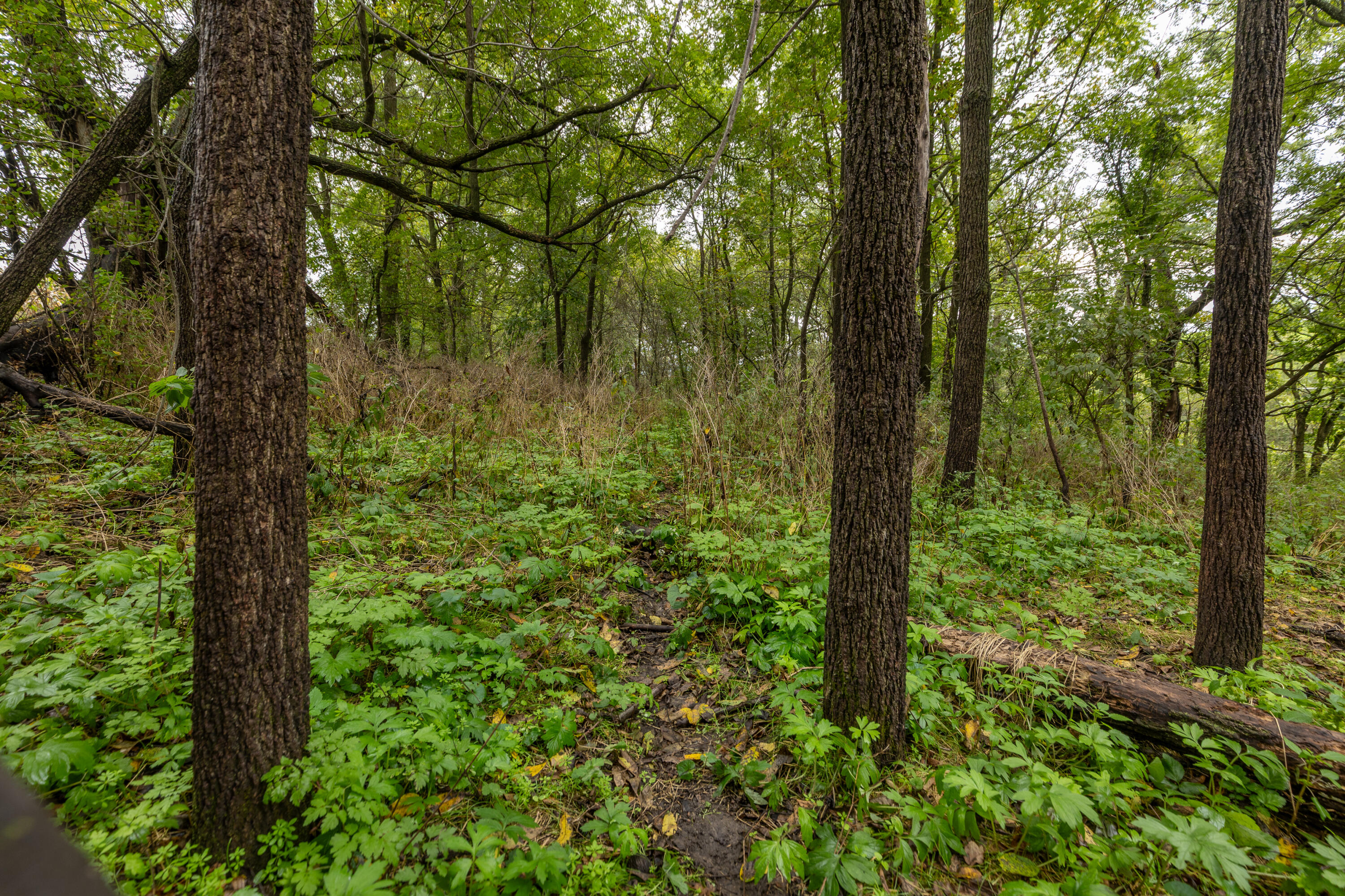 Lot 1 Seas Branch Road Westby, WI 54667 - Photo 10 of 20 Oldenburg Property -14