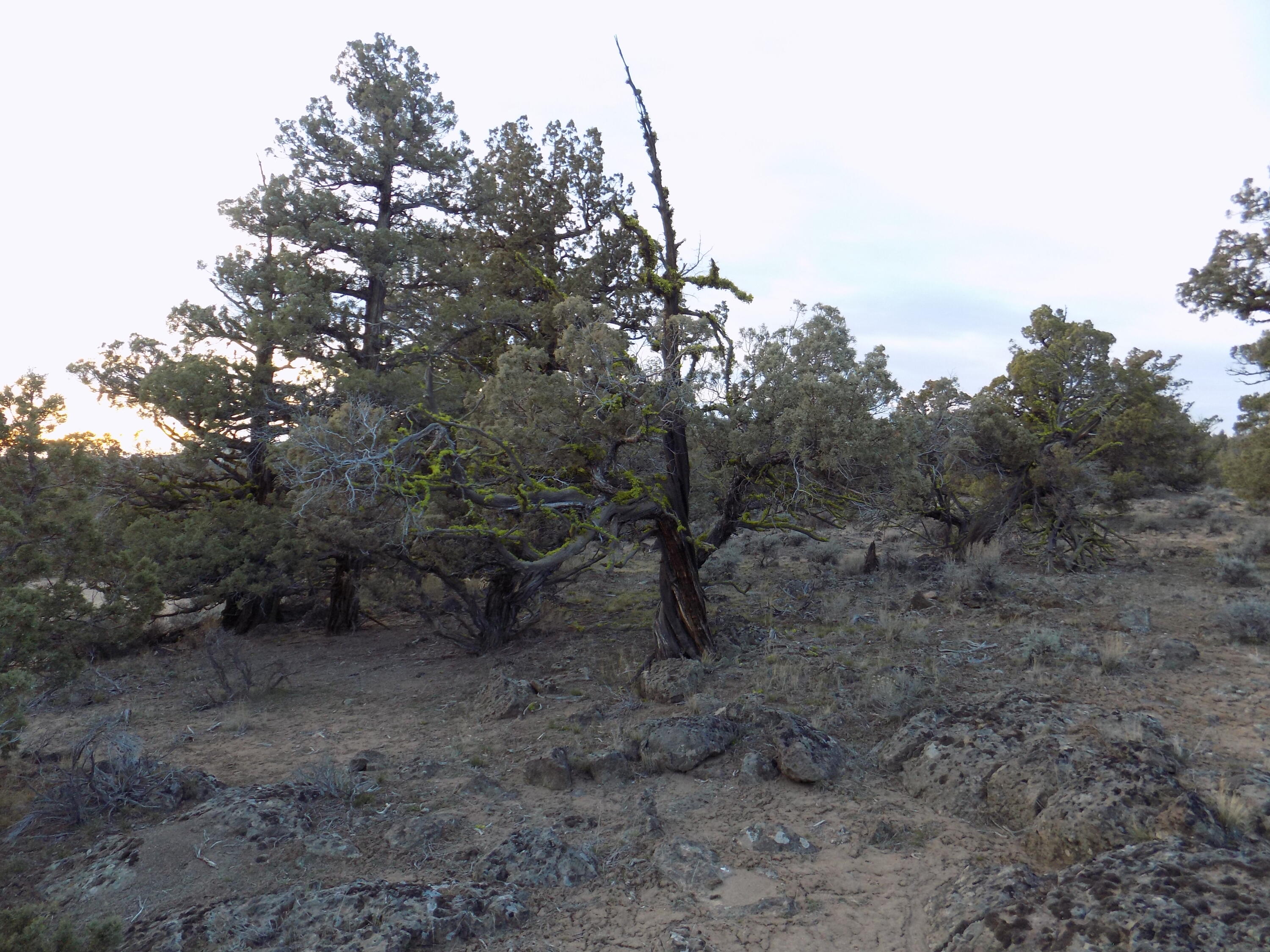 1400 Golden View Ranch Bend Bend, OR 97701 - Photo 12 of 13 DSCN6159