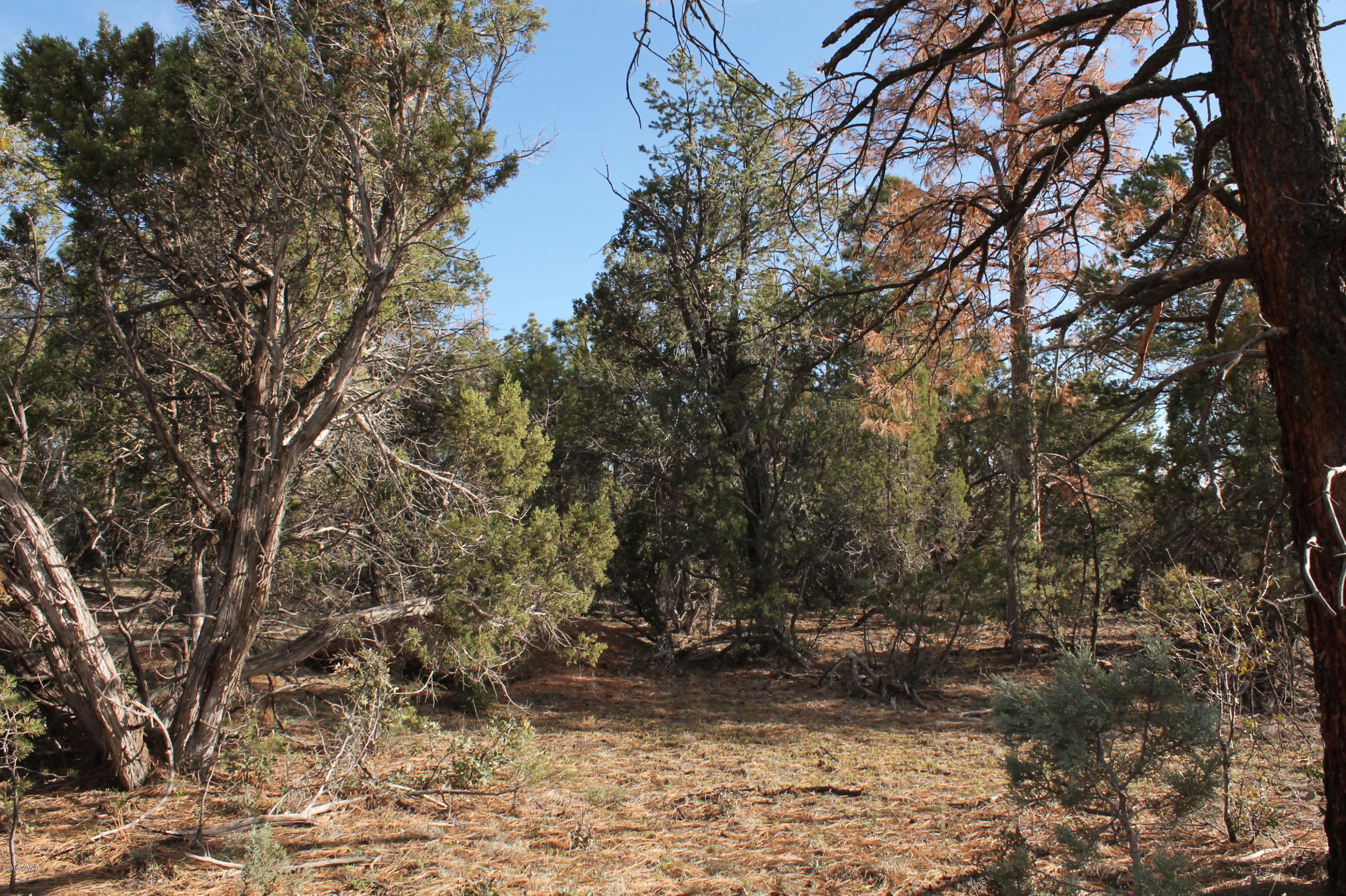 5081 Alyssa Road Show Low, AZ 85901 - Photo 5 of 5