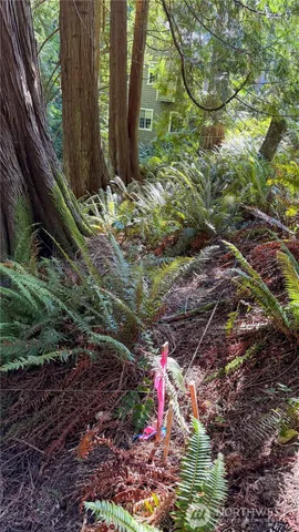 a small garden covered with tall trees