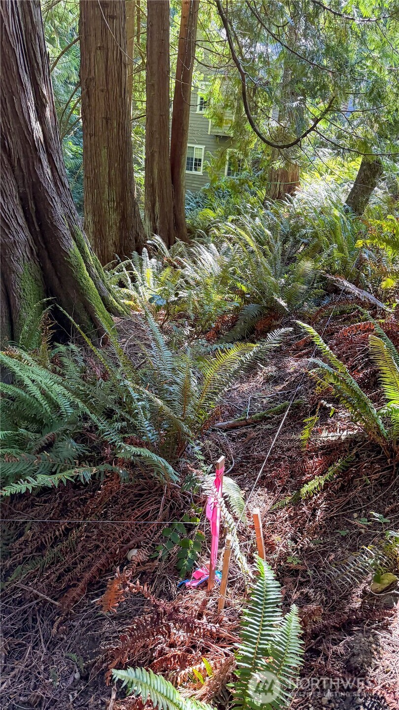 19 Valley Crest Way Bellingham, WA 98229 - Photo 11 of 13 a small garden covered with tall trees
