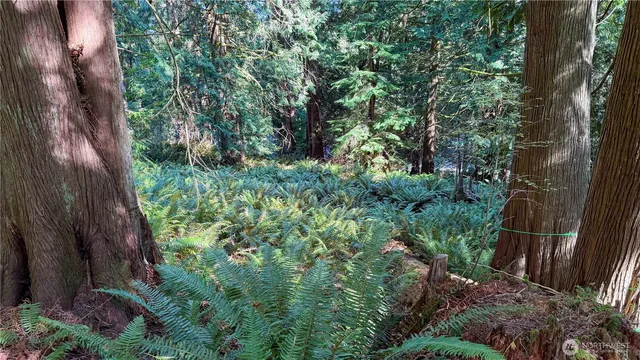 a view of a yard with plants and large trees