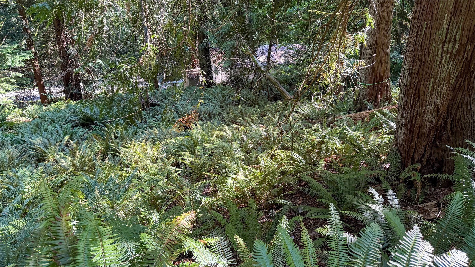 19 Valley Crest Way Bellingham, WA 98229 - Photo 10 of 13 a view of a forest
